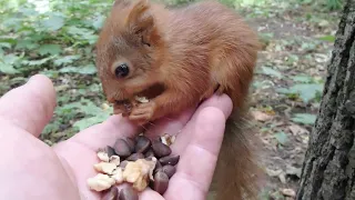 Посадил на ладонь маленького бельчонка / A little squirrel in the palm of your hand