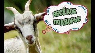 Коза или корова?! Можно ли держать коз в саду, на даче?! Ищу козла! Прогулка с козами.