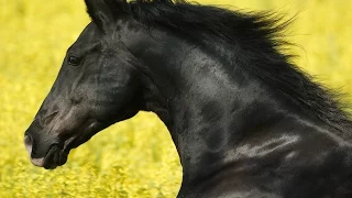 Horse (Конь) - Moscow Sretensky Monastery Choir  English Subtitles