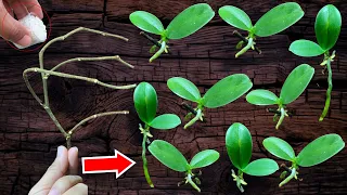 It causes dry branches to suddenly grow countless baby orchids very easily