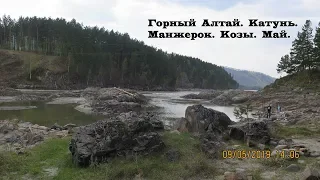 Горный Алтай. Цветет маральник.  Козы на  берегу Катуни.