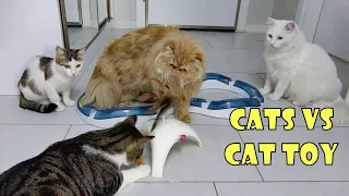 Cat Reaction to Cat Toy - Funny Cat Toy Reaction Compilation - Angora Cat, Persian Cat, Tabby Cats