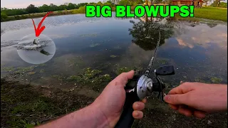 BIG TOPWATER BLOWUPS on the backyard pond!