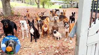 Veteran and His Trained Pack of Rescue Dogs | Farm Family Simple Life | Happy Dog Videos