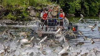 WoW !! Aquaculture farm Milkfish - Harvesting hundreds of tons of commercial fish in the pond