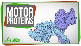 Motor Proteins: Tiny Pirates in Your Cells