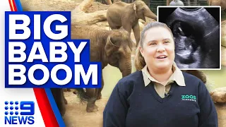 Trio of elephants pregnant at Melbourne Zoo | 9 News Australia