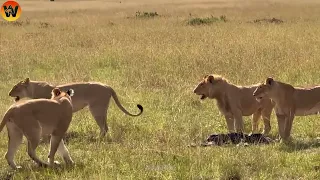 15 Crazy Moments! Injured Lion Survives After Hunting Buffalo and  Wild Animals | Animal World