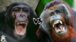 CHIMPANZEE VS ORANGUTAN - Who Would Win a Fight?