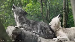 Zephyr and Alawa Howl a Duet