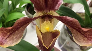 Шоу орхидей в Бауцентре 31 января 2020г. Почему орхидеи стоят на витрине?