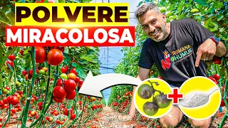 WITH THIS MIRACULOUS POWDER YOU WILL PROTECT YOUR TOMATOES FROM FUNGAL DISEASES 🍄🚫🍅