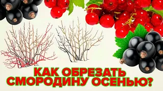 КАК ОБРЕЗАТЬ СМОРОДИНУ ОСЕНЬЮ? ОМОЛАЖИВАЮЩАЯ ОБРЕЗКА