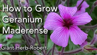 How to Grow Geranium maderense - Giant Herb Robert