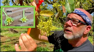 The Fascinating Behavior of Avocado Flowers: Synchronous Dichogamy