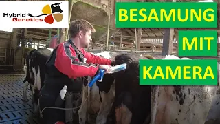 Kühe melken auf Pachtbetrieb mit Weidehaltung und Kreuzungszucht. #landwirtschaft #rinderzucht