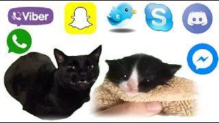 KITTEN MEOWS and CAT MEOW but Social Media ringtones