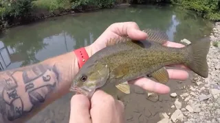 Multi Species Creek Fishing Adventure!!!