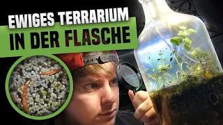 In der Flasche buddelt was! - Ewiges Terrarium: 9 Monate später