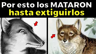 La Triste Historia de estos 13 Animales que el hombre matô hasta extinguirlos