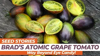 SEED STORIES | Brad's Atomic Grape Tomato: Way Beyond Eye Candy!