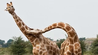 Fighting giraffes