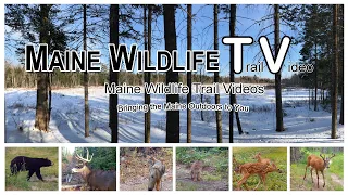 2020 Year Trail Cam @ the "Intersection", Maine | Big Bucks, Twin Fawns, Moose, Bear, Bobcat, Coyote