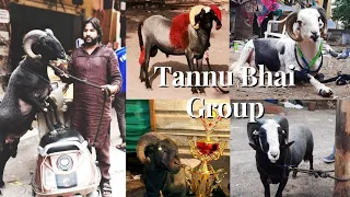 Episode-9 | Documentary on Tannu Bhai The oldest Shokheen of Bakrebaaz