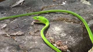 Green Vine Snake