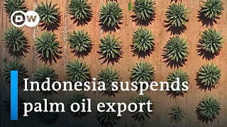 Oil crunch: Indonesia introduces palm oil export ban | DW News