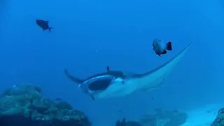 Mantas - Manta Rays - Over 1 hour of relaxing manta visuals