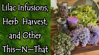 Lilac Infusions, Herb Harvesting, & Other This~N~That