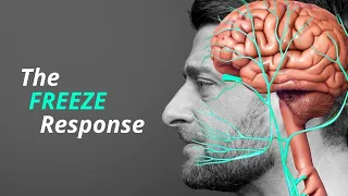 Freeze Response: How Your Body Reacts to Stress
