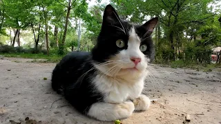 The Most Polite Tuxedo Cat in The World