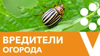 ОТВЕТЫ НА ВСЕ ВОПРОСЫ О ВРЕДИТЕЛЯХ, БОЛЕЗНЯХ, ОСОБЕННОСТЯХ ВЫРАЩИВАНИЯ ОВОЩЕЙ В СЕРЕДИНЕ ЛЕТА