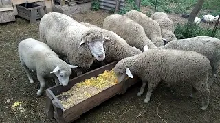 Пидкормка овець гарбуз - овес