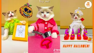 Happy Hallowen! " thatlittlepuff " TikTok Compilation 2022 #catsmakefood #tiktok #thatlittlepuff