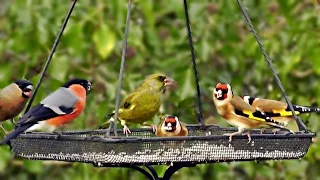 Greenfinch, Goldfinch and Bullfinch on The Finch Bird Feeder