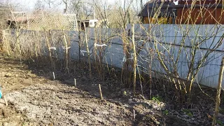 Шпалера для  нашої малини і кущів Йошти. Обрізка малини.