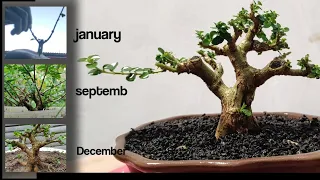 membuat bonsai sancang dari nol