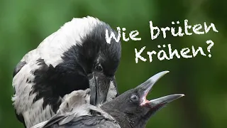 Brutzeit Bei Den Krähen!