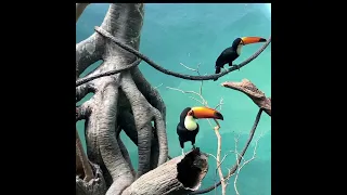 Toucan birds in zoo ¦¦ Toucan bird beauty #toucan #Puppythecorgi