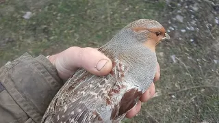 Первый Улов Словил Живую Куропатку на Подъемную Петлю 🐥