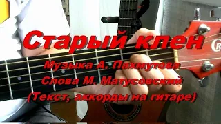 Старый клен. Текст песни, аккорды, разбор