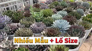 Sen đá size đại có lại | succulent Gia Nghia