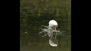 Heron fishing#shorts