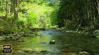 4K Natural environmental sounds ASMR / Sounds of rivers with spring water / Chirping birds