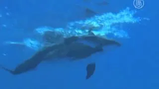 Рождение дельфинёнка сняли на видео (новости)