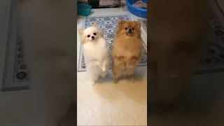 Pomeranian puppies dancing cute pom in a short video