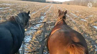 Лошади по гололеду, как научить сдавать назад, перерасход сена.